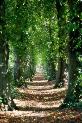 tree-lined-path-warren-millar